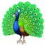 peacock_1f99a